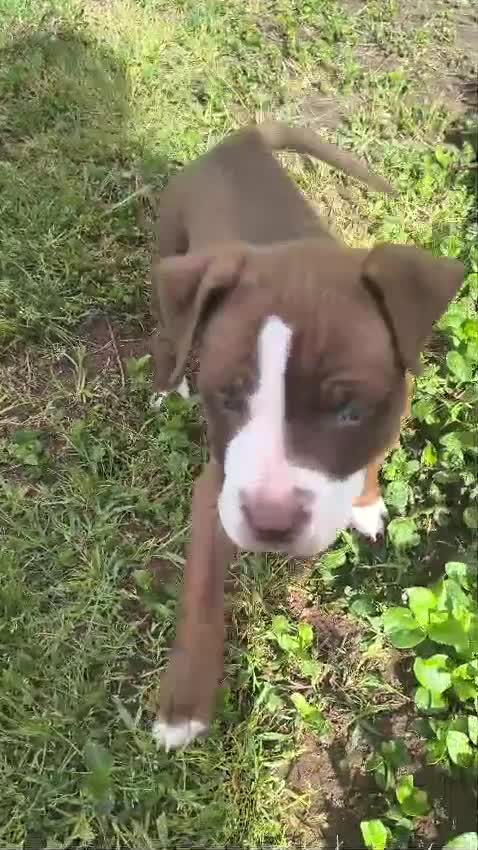 American Staffordshire-Terrier perros en venta: American stanfford terrier - Video 3