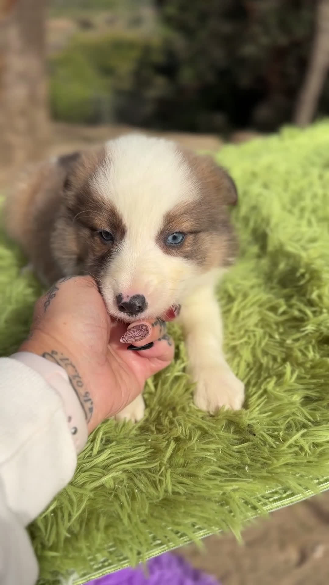 Border Collie perros en venta: Border collie rojo  - Video 1