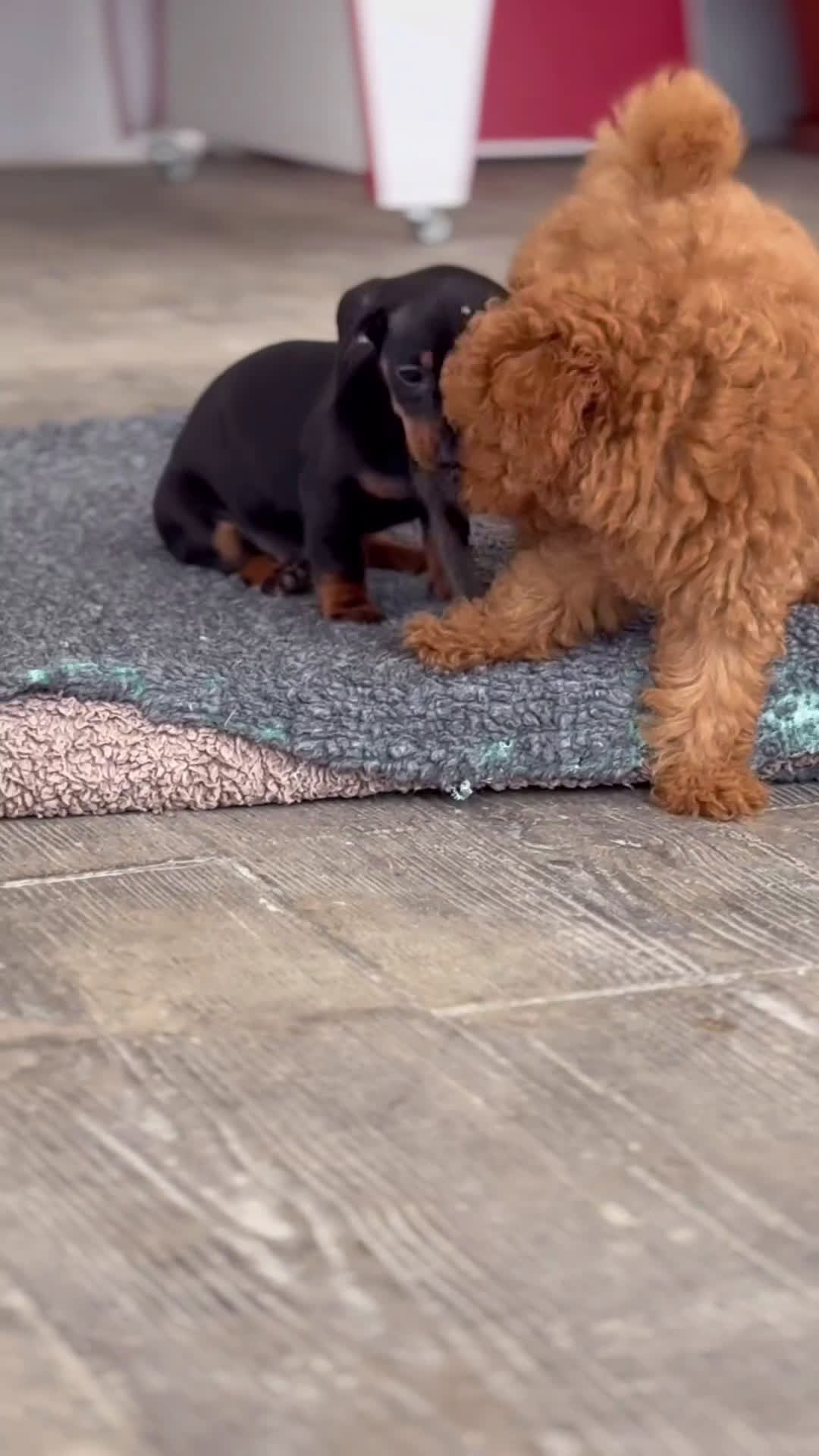 Teckel Miniatura perros en venta: 🐾 CONOCE A GINA UNA PEQUEÑA TECKEL MINIATURA 🖤 - Video 2