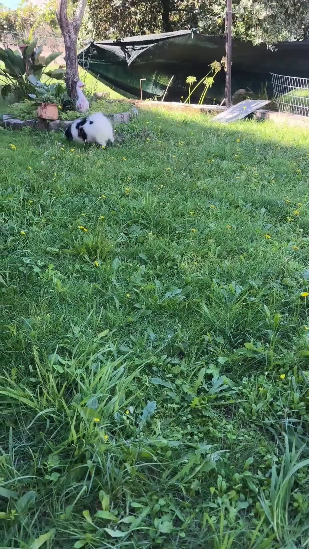 Pomerania perros en venta: Lulu de pomerania  - Video 1