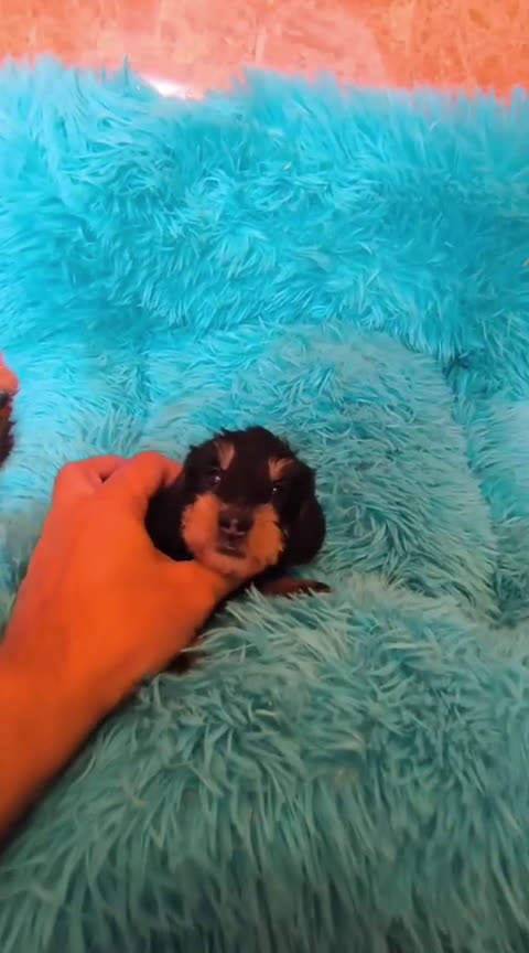 Teckel perros en venta: Teckel kaninchen,3 hembras calidad  - Video 3