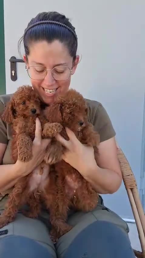 Caniche Toy perros en venta: Machitoa.de caniche toy  - Video 1