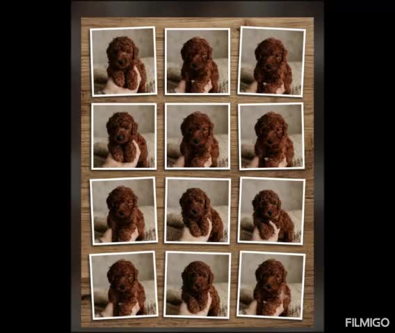 Caniche Toy perros en venta: Caniche Toy rojo  - Video 1