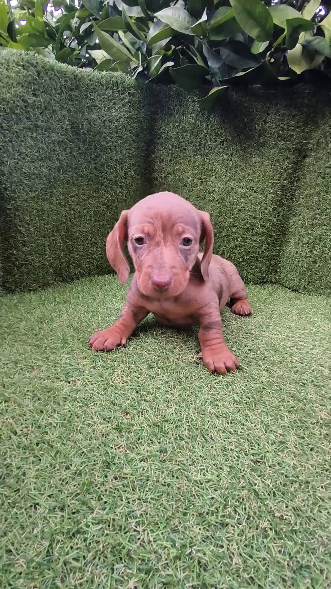 Teckel Miniatura perros en venta: camada teckel arlequín y todos los colores  - Video 2