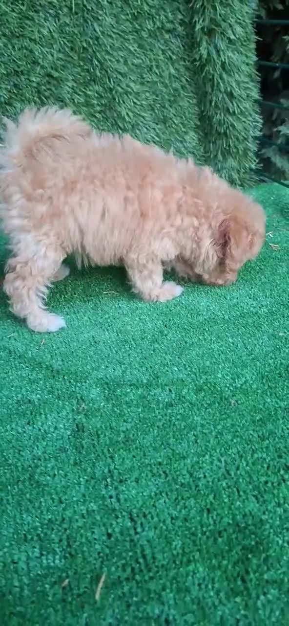 Caniche Toy perros en venta: Caniches toy  - Video 1