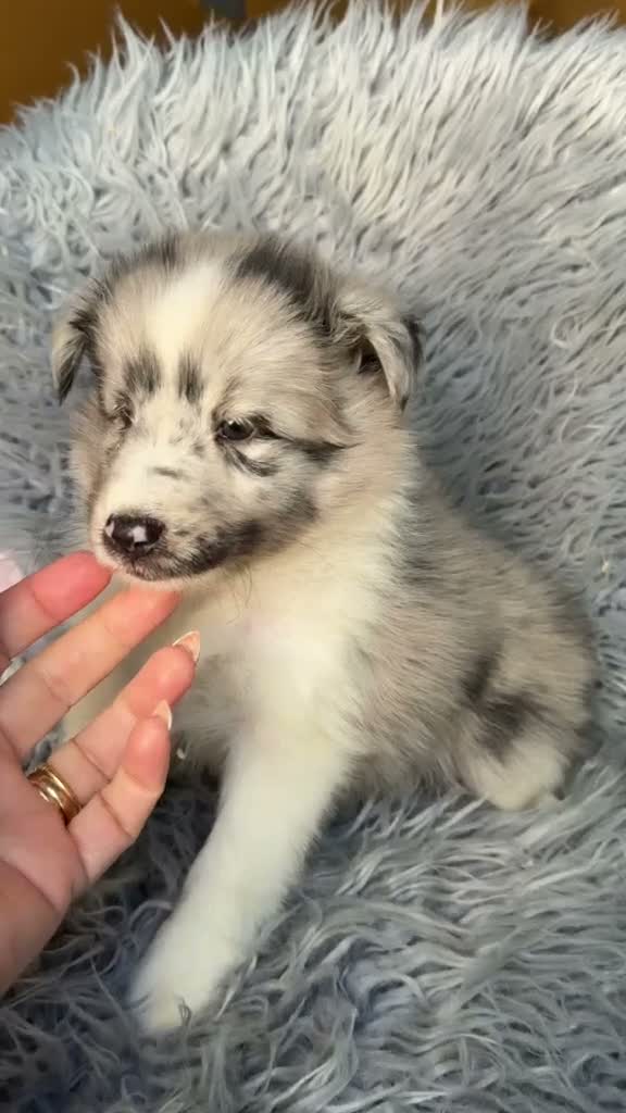 Perro Pastor de las Shetland perros en venta: Shetland macho merle - Video 1