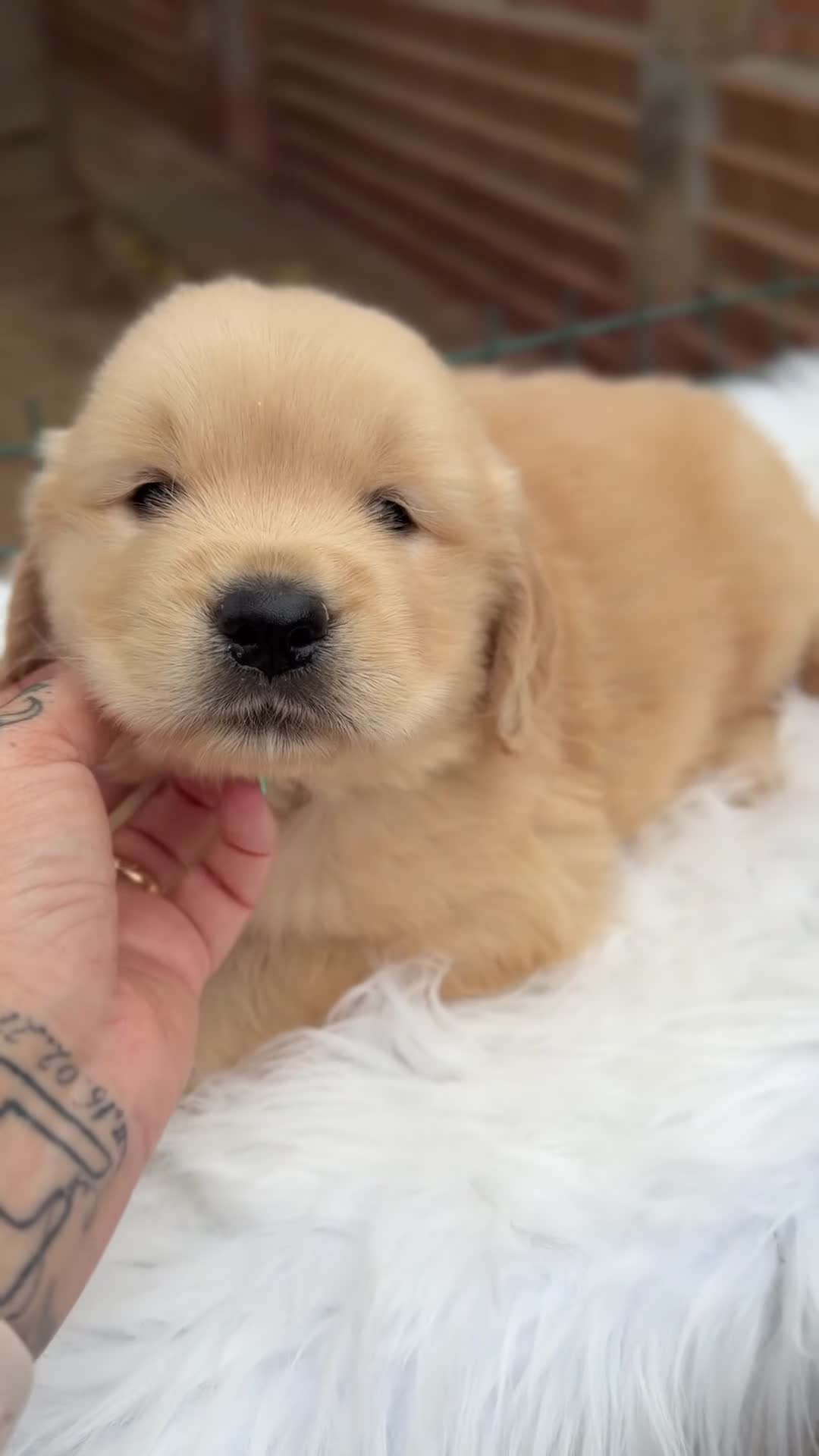 Golden Retriever perros en venta: Golden retriever dorados  - Video 2