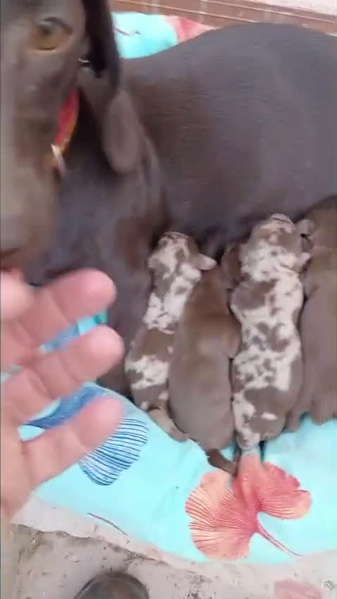 Teckel Miniatura perros en venta: Teckel miniatura  - Video 1