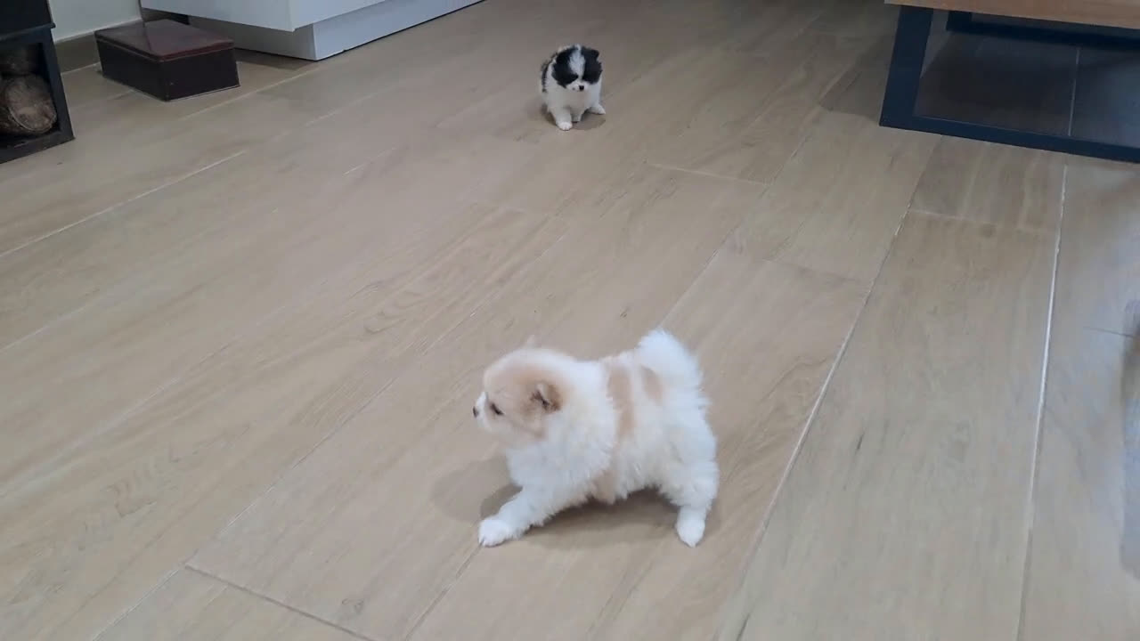 Pomerania perros en venta: Cachorritos de Pomerania  - Video 1