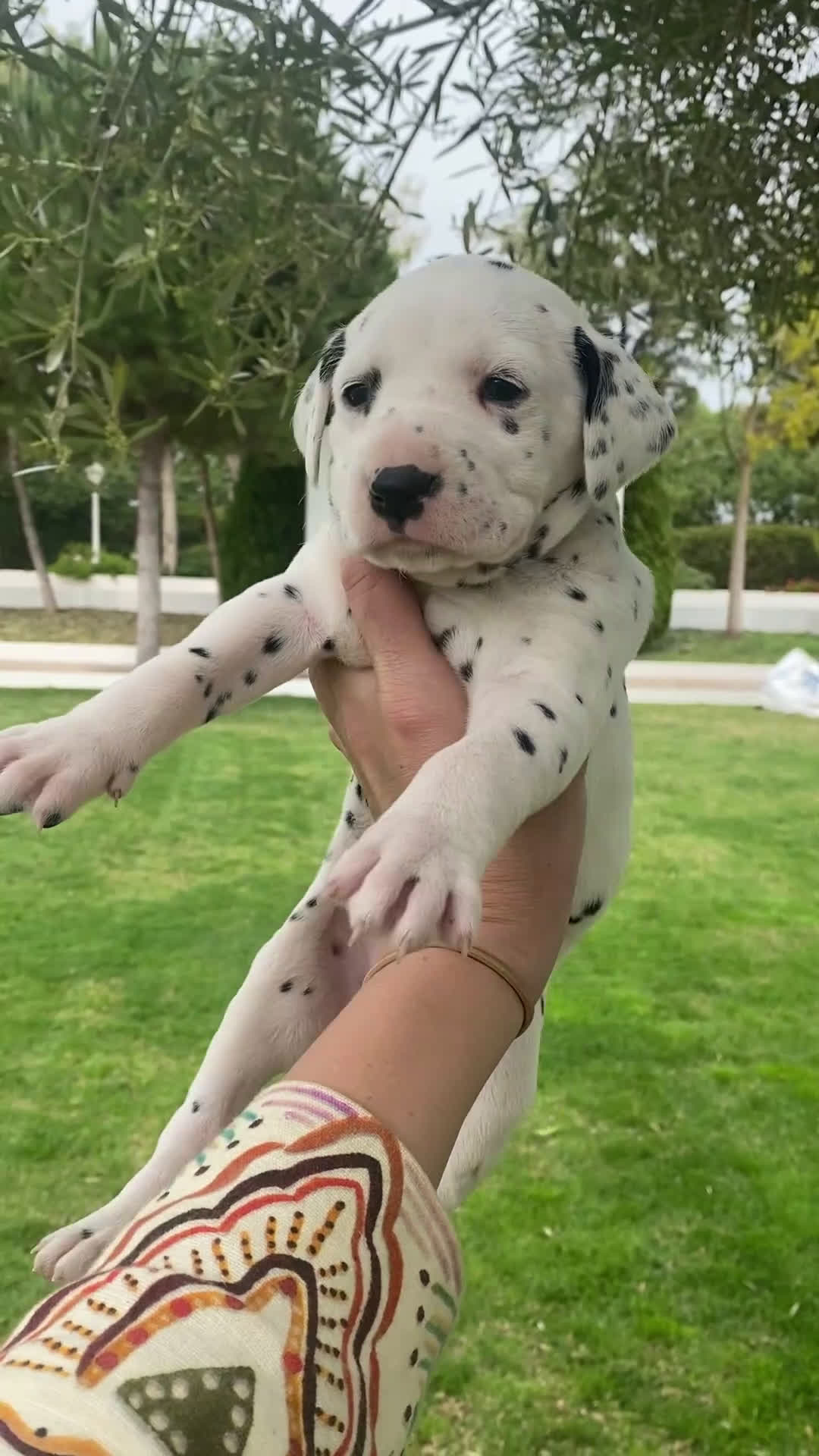 Dálmata perros en venta: Espectacular camada de dálmatas  - Video 1