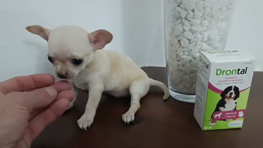 Chihuahua perros en venta: Chihuahua  - Video 1