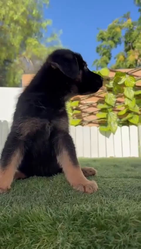 Pastor Alemán perros en venta: PASTOR ALEMAN - Video 1