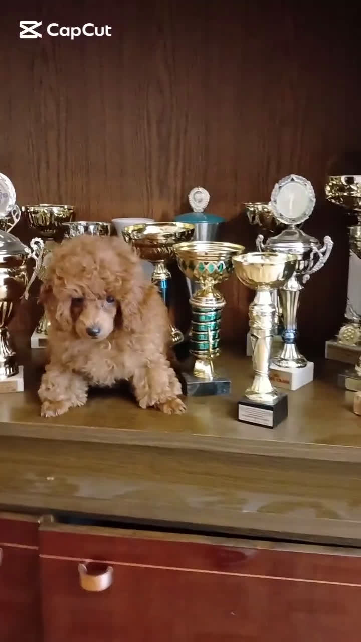 Caniche Toy perros en venta: ESPECTACULAR HEMBRA CANICHE TOY/TEA CUP - Video 1