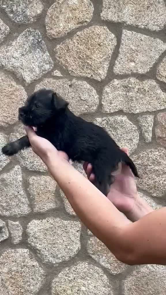 Schnauzer Miniatura perros en venta: Schnauzee mini - Video 5