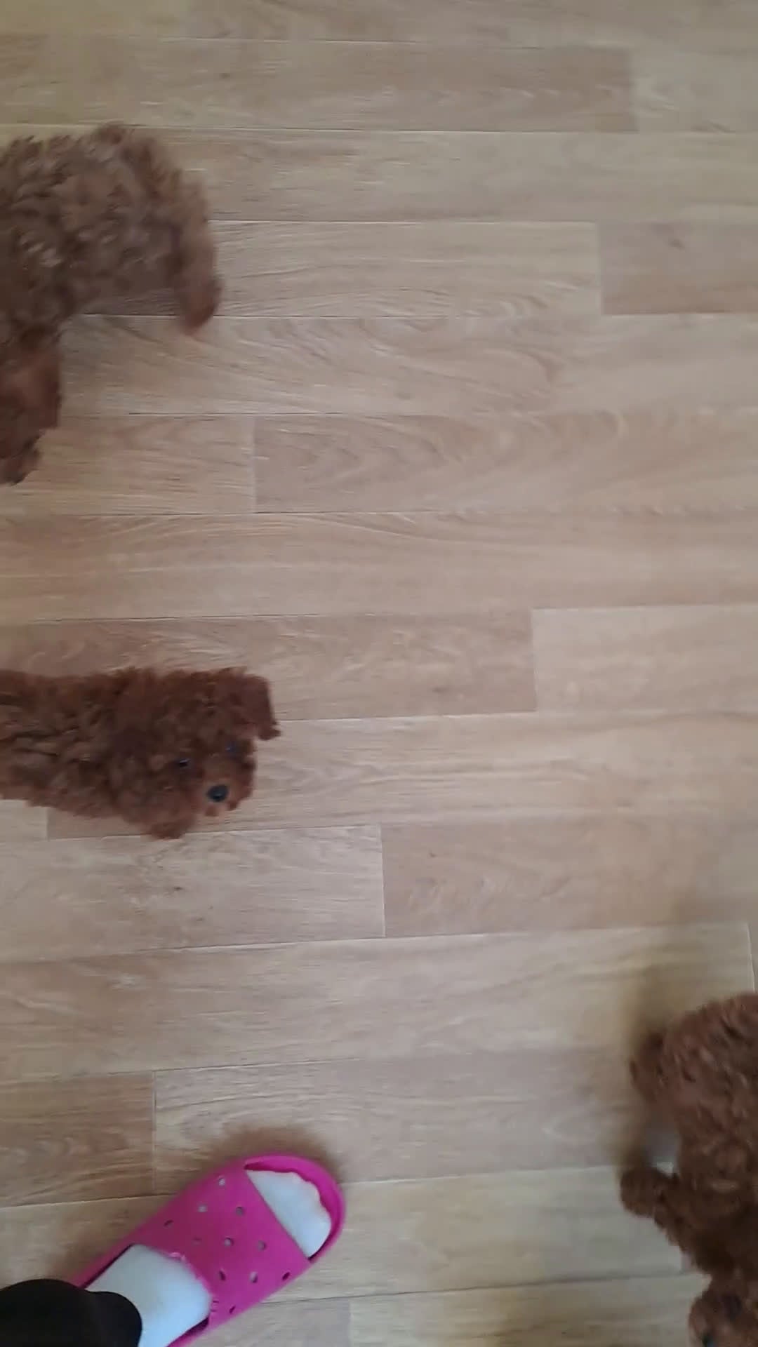 Caniche Toy perros en venta: caniche toy rojos  - Video 1