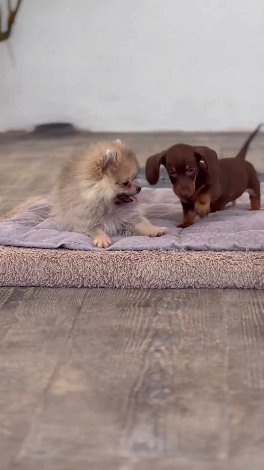 Pomerania perros en venta: ✨ Strike ✨ - Video 2