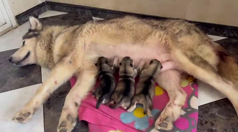 Alaskan Malamute perros en venta: CAMADA DE ALASKAN MALAMUTE - Video 2