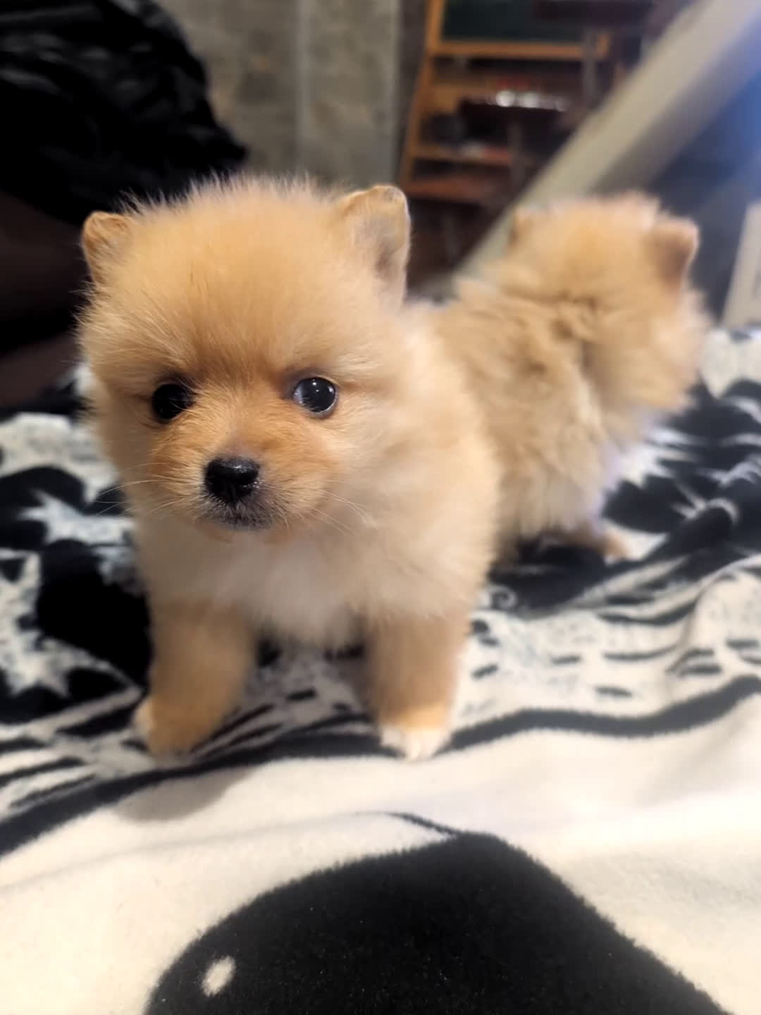 Spitz pequeño - Kleinspitz perros en venta: Cachorros de Kleinspitz  - Video 1