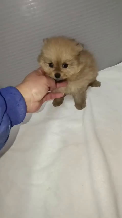 Pomerania perros en venta: PRECIOSO MACHITO POMERANIA - Video 1