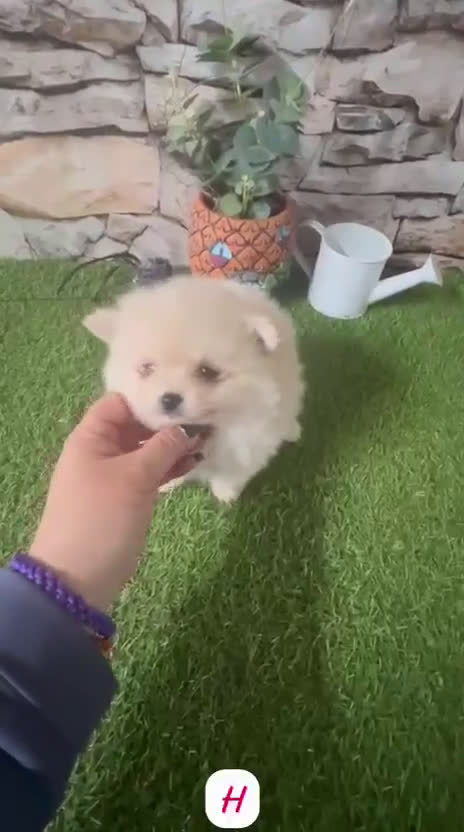 Pomerania perros en venta: POMERANIA TOY CREMA - Video 1