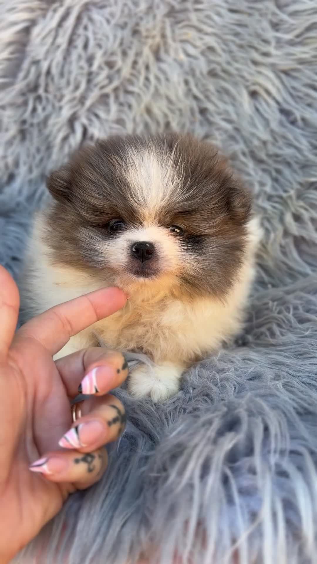 Pomerania perros en venta: Pomerania blanco y Blue Toy  - Video 2