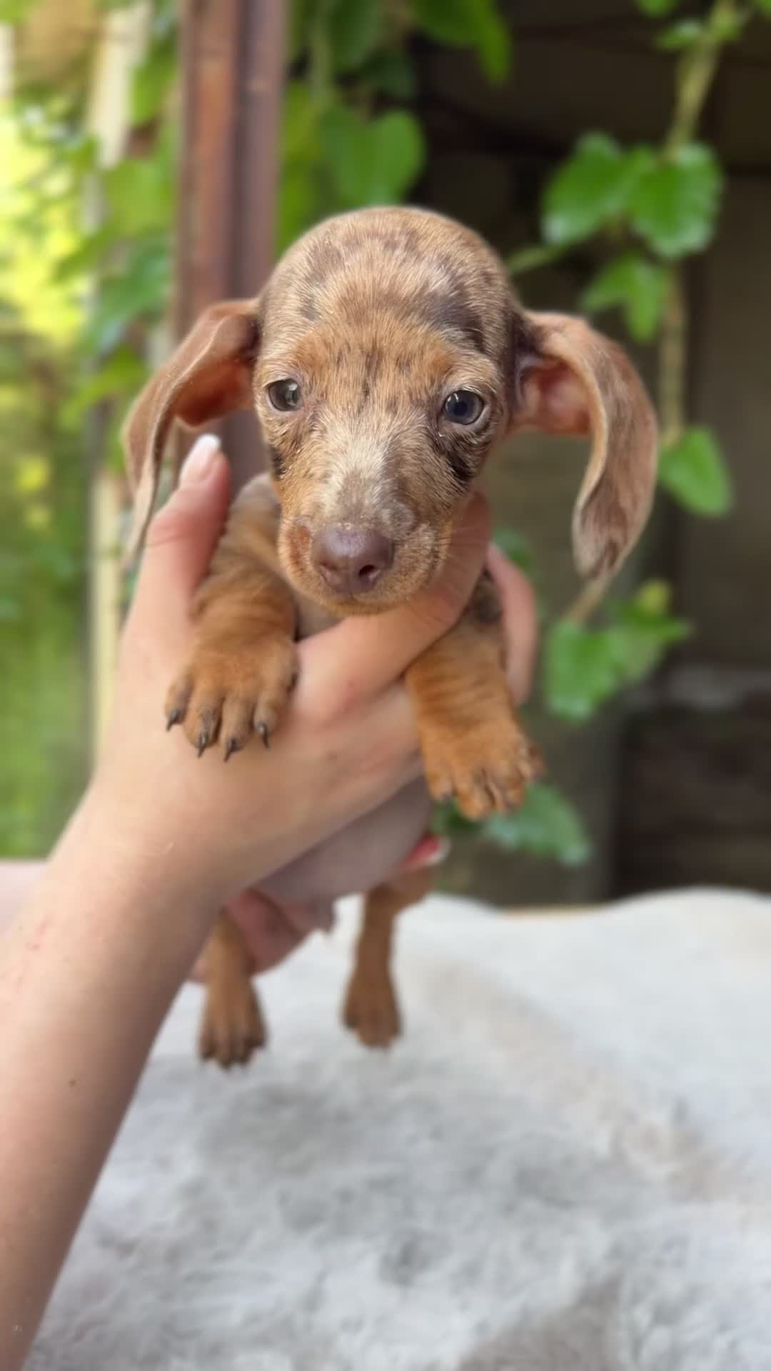 Teckel Miniatura perros en venta: Teckel mini Arlequin  - Video 1