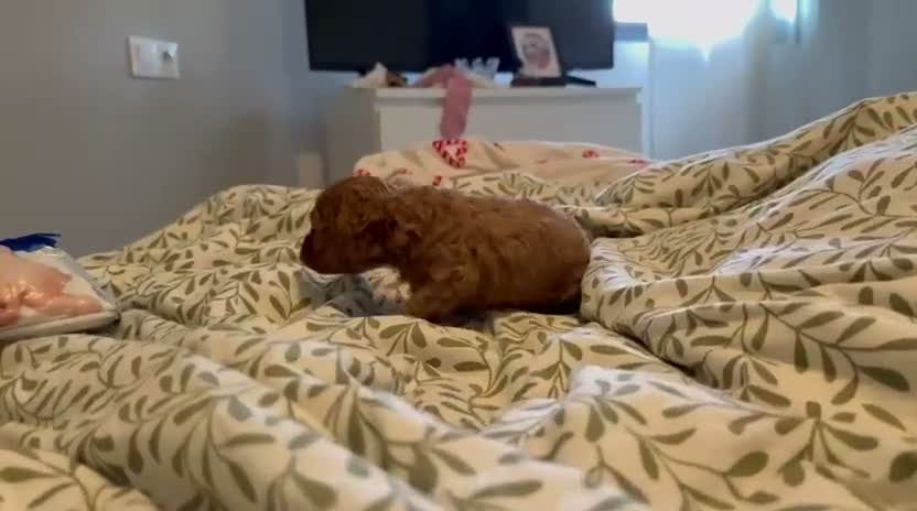 Caniche Toy perros en venta: Caniches toy - Video 1
