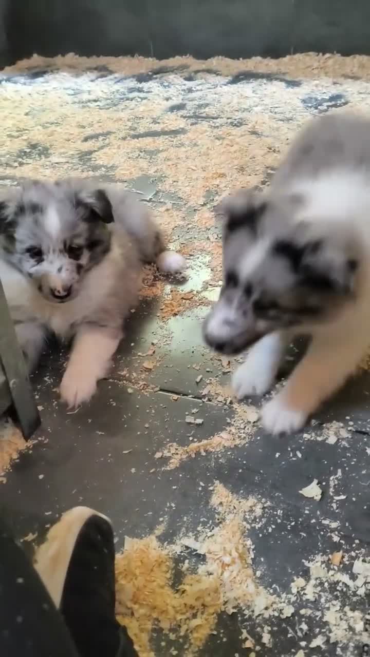 Perro Pastor de las Shetland perros en venta: SHETLAND MERLE - Video 1