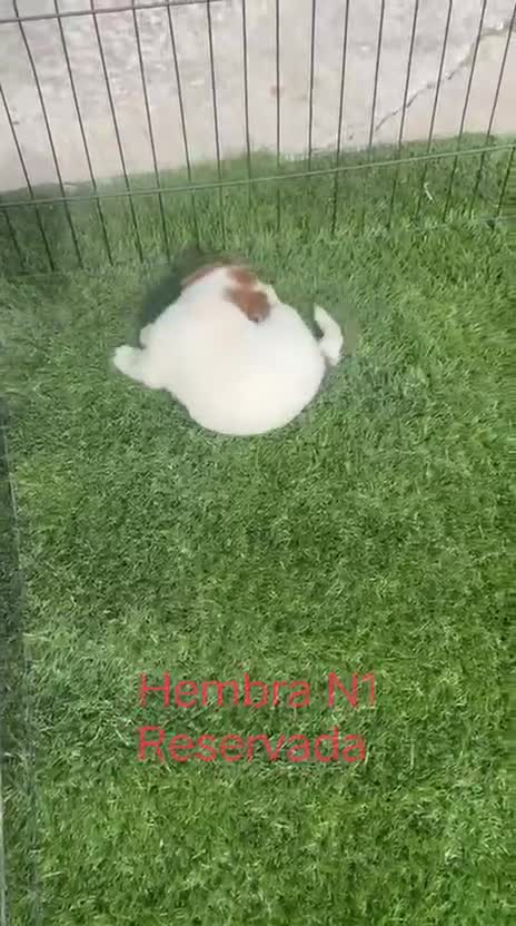 Jack Russell Terrier perros en venta: Jack Russell Pelo Corto y patitas cortas Bicolores - Video 4