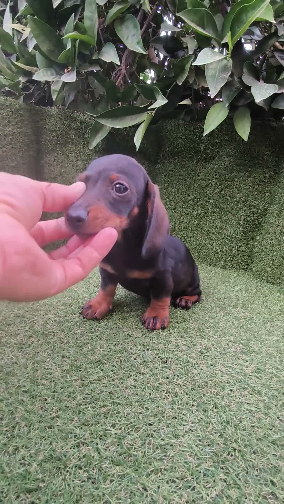 Teckel Miniatura perros en venta: teckel miniatura varios colores  - Video 3