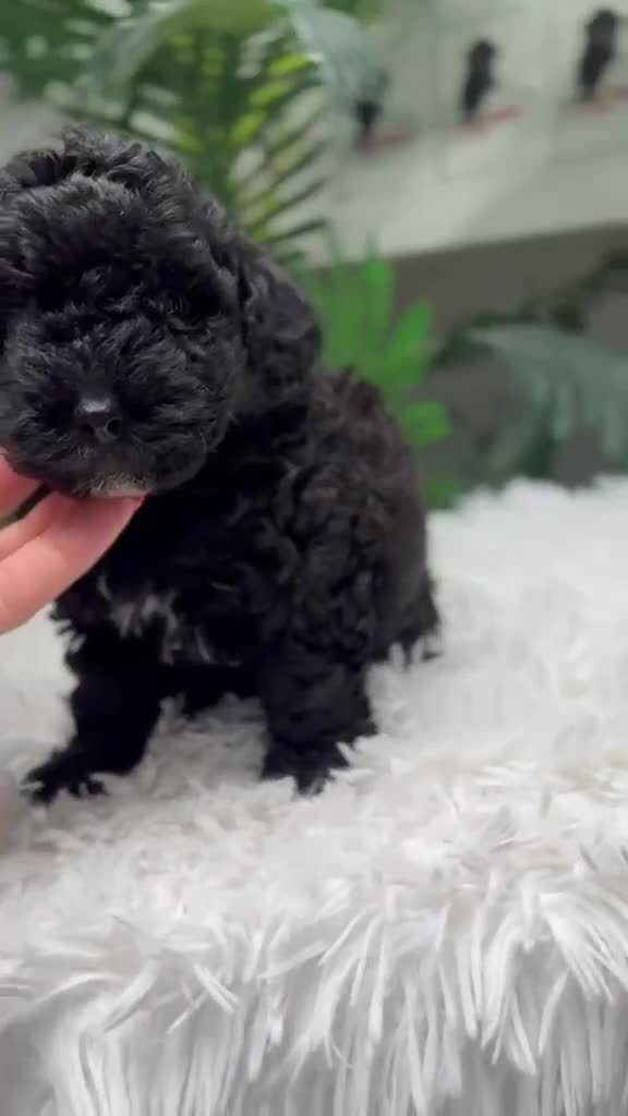 Maltipoo perros en venta: MALTIPOO 💙 - Video 1