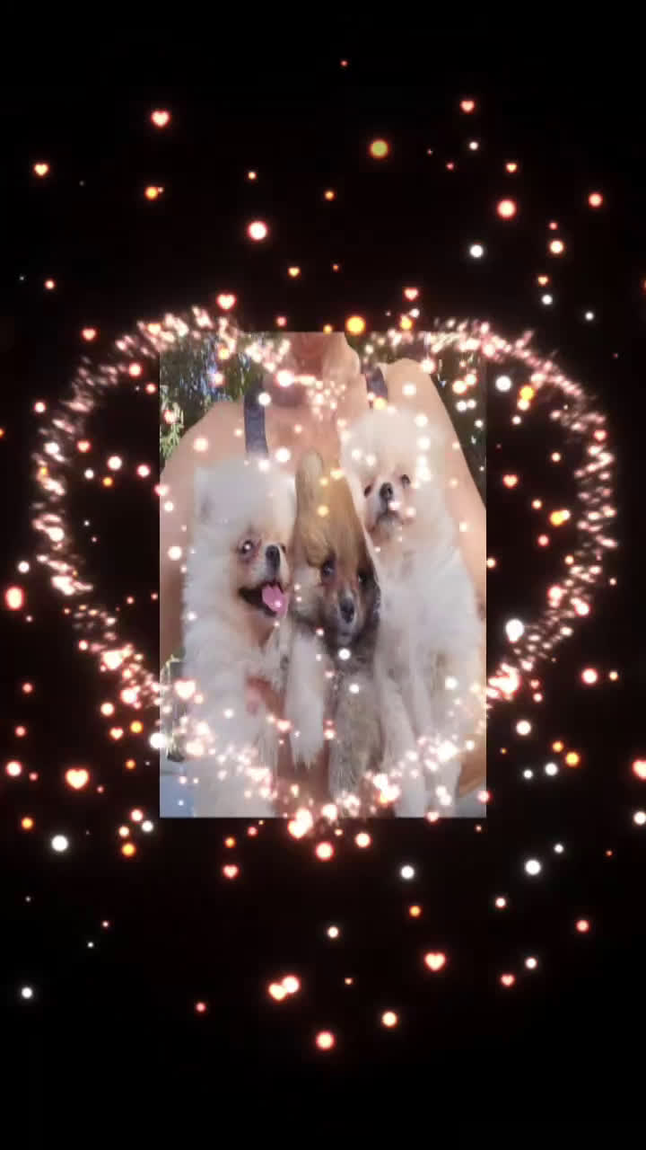 Pomerania perros en venta: Lulú de pomerania  en Cádiz - Video 2