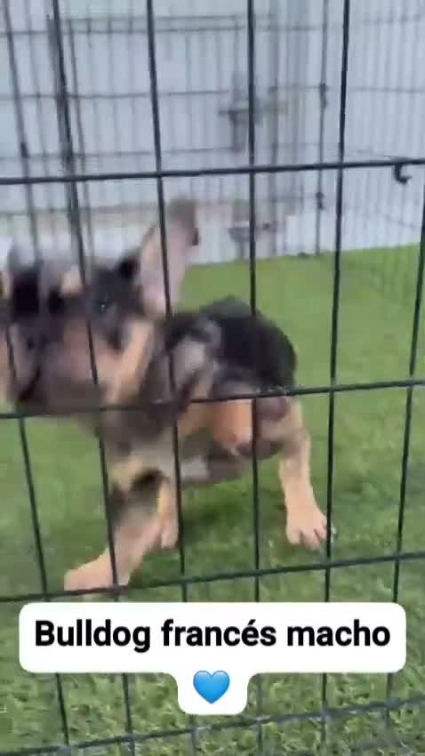Bulldog Francés perros en venta:  CACHORROS DE BULLDOG FRANCÉS DISPONIBLES  - Video 2