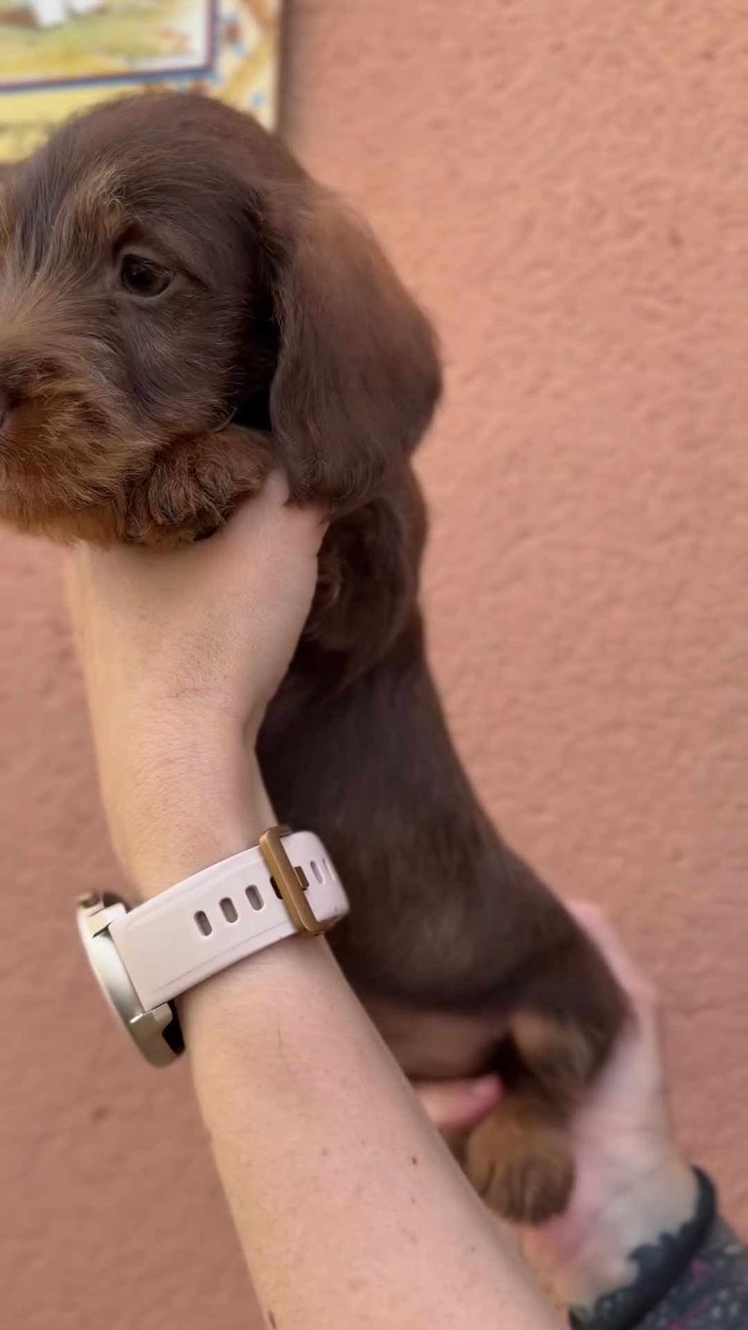 Teckel Miniatura perros en venta: Teckel pelo  largo  - Video 1