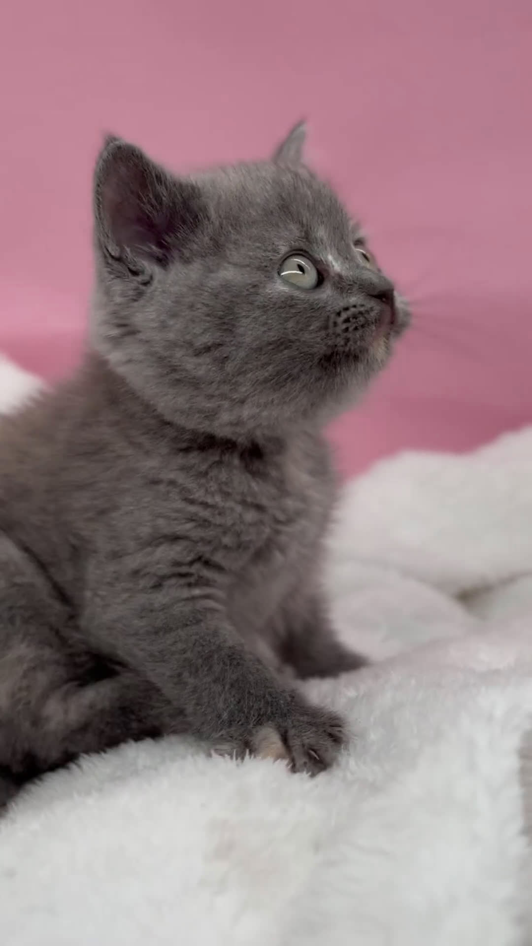 Británico de Pelo Corto gatos en venta: Última British  - Video 1