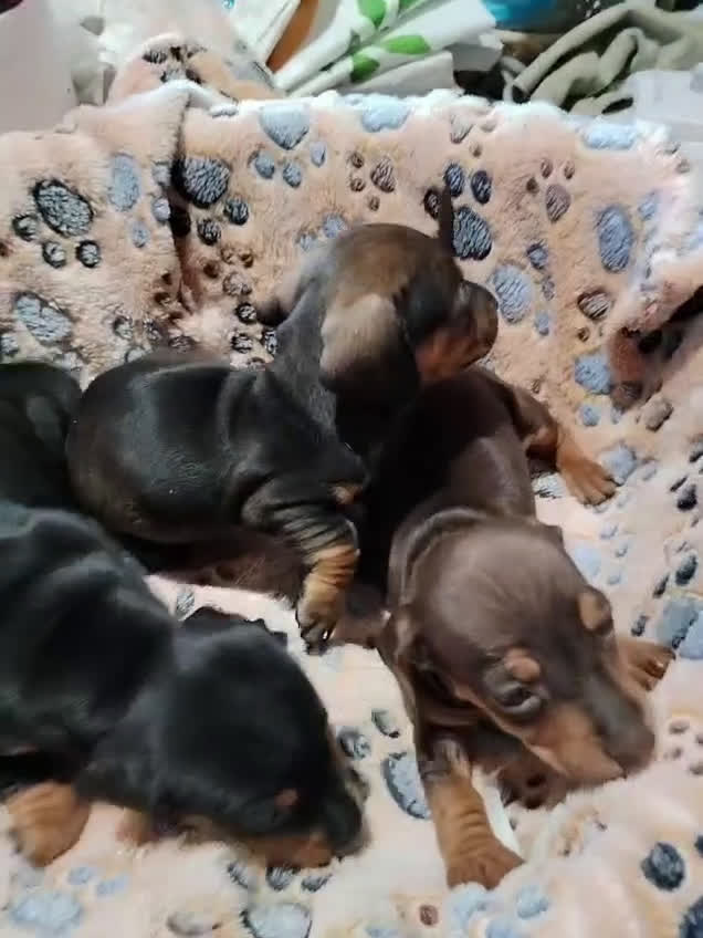 Teckel Miniatura perros en venta: Teckel mini  - Video 2