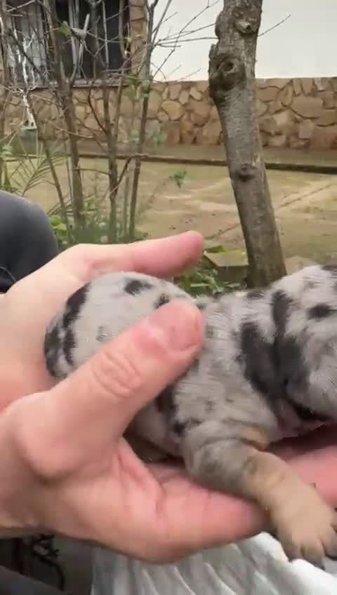 Teckel Miniatura perros en venta: Cachorros de Teckel Miniatura  - Video 3