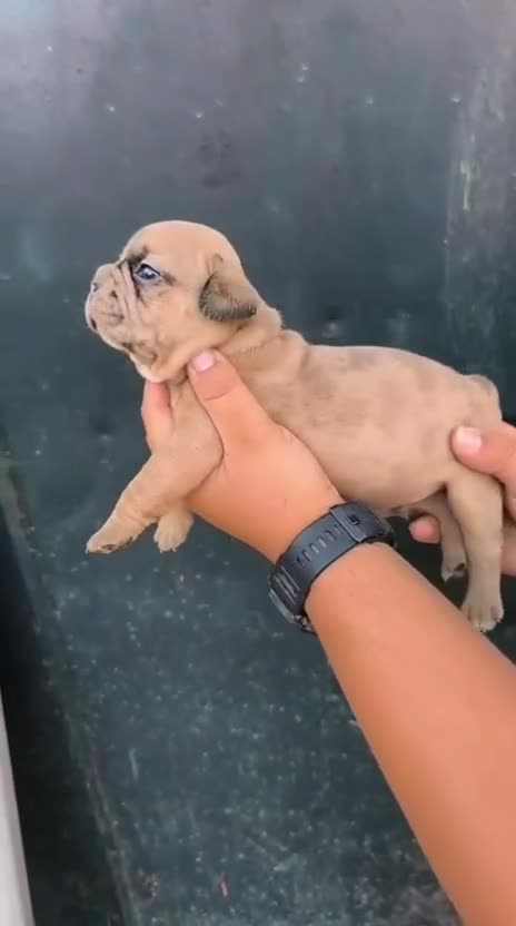 Bulldog Francés perros en venta: Bulldog Frances  - Video 1