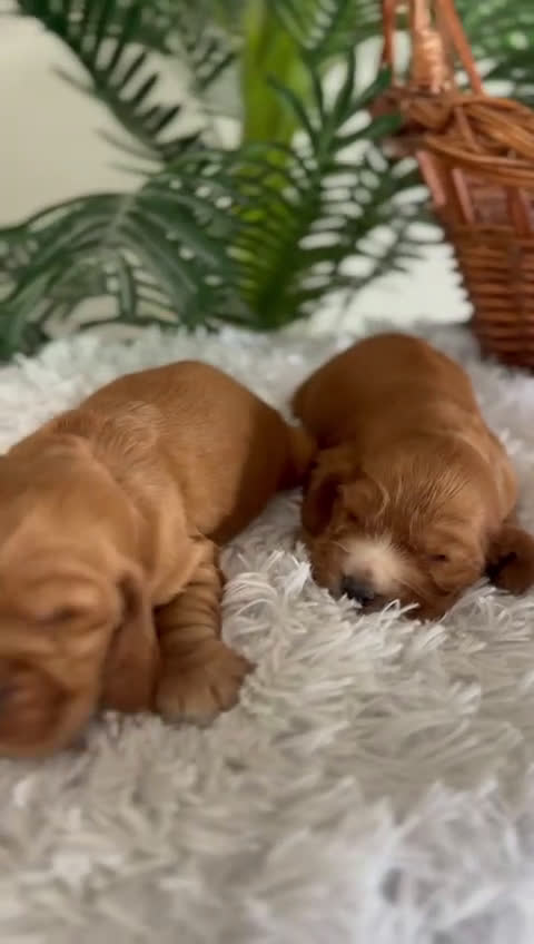 Cocker Spaniel Inglés perros en venta: COCKER SPANIEL INGLES - Video 1