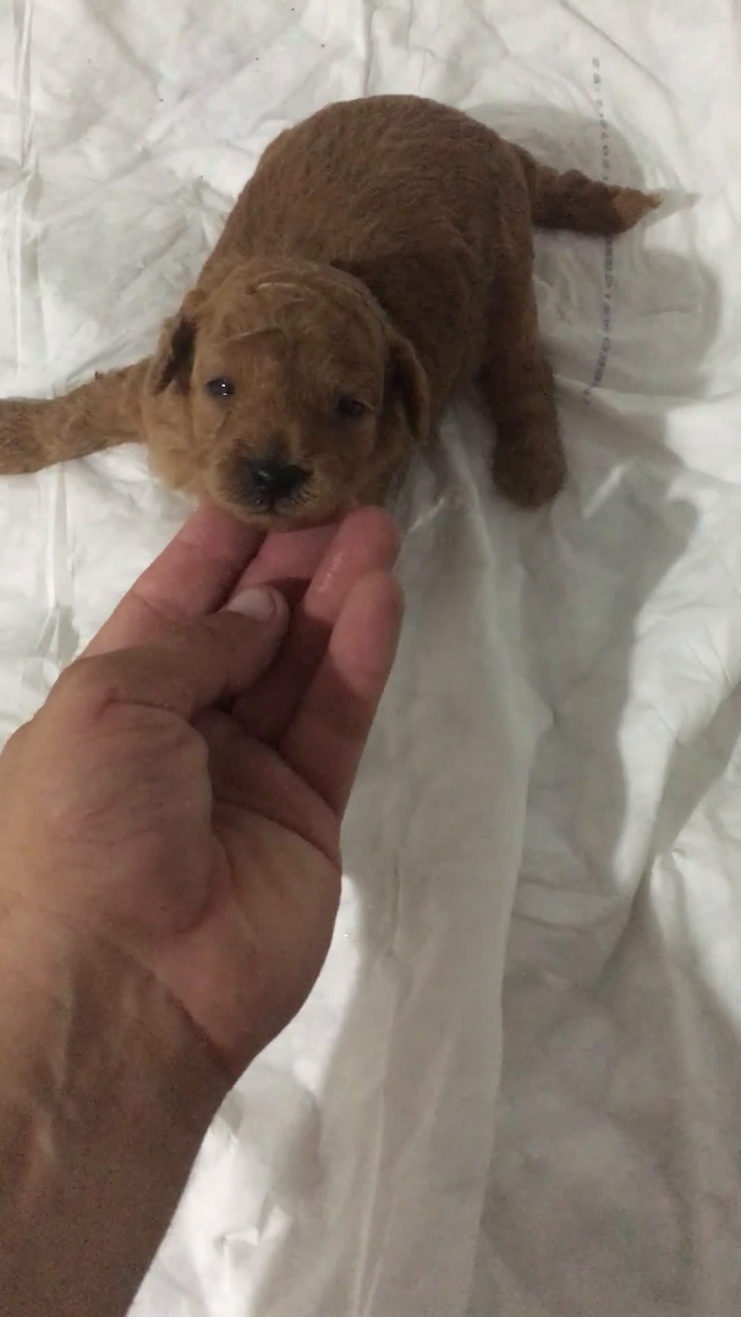 Caniche Toy perros en venta: CANICHES TOYS Y MINI TOYS - Video 3