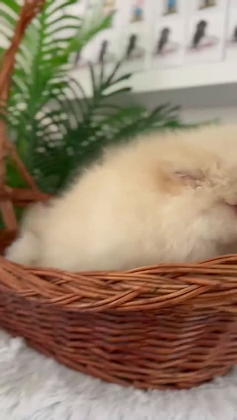 Pomerania perros en venta: POMERANIA - Video 1