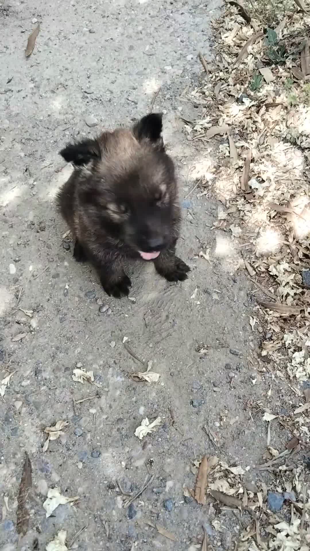 Pastor Alemán perros en venta: Pastores alemánes linea de trabajo de calidad  - Video 2