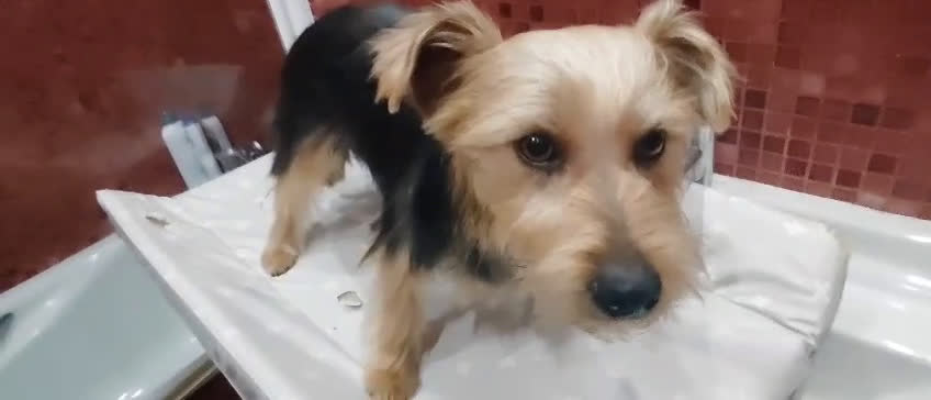 Raza Mixta perros en venta: Yorkie Russel - Video 4