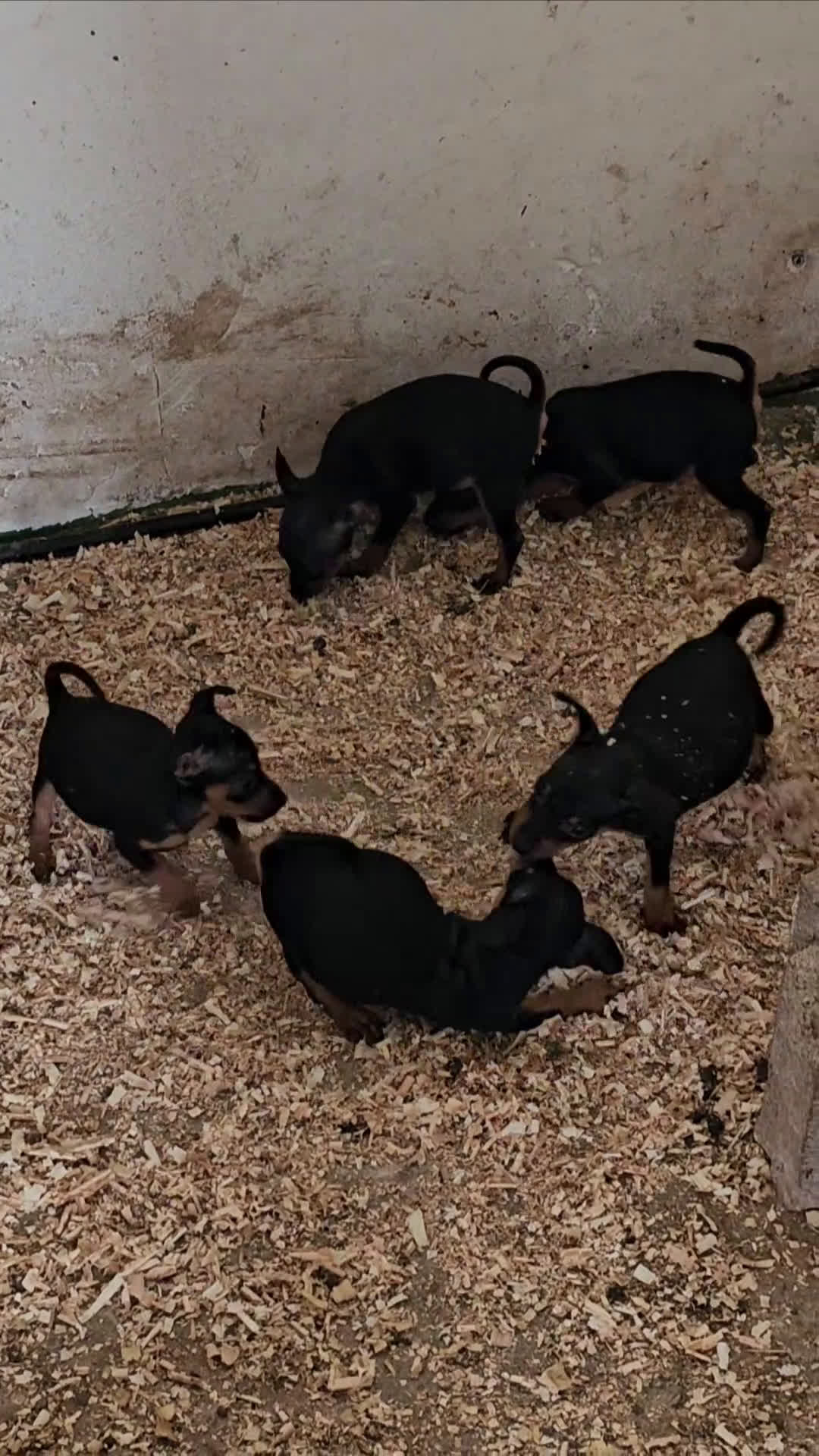 Pinscher Miniatura perros en venta: Espectaculares mini pinscher  - Video 2