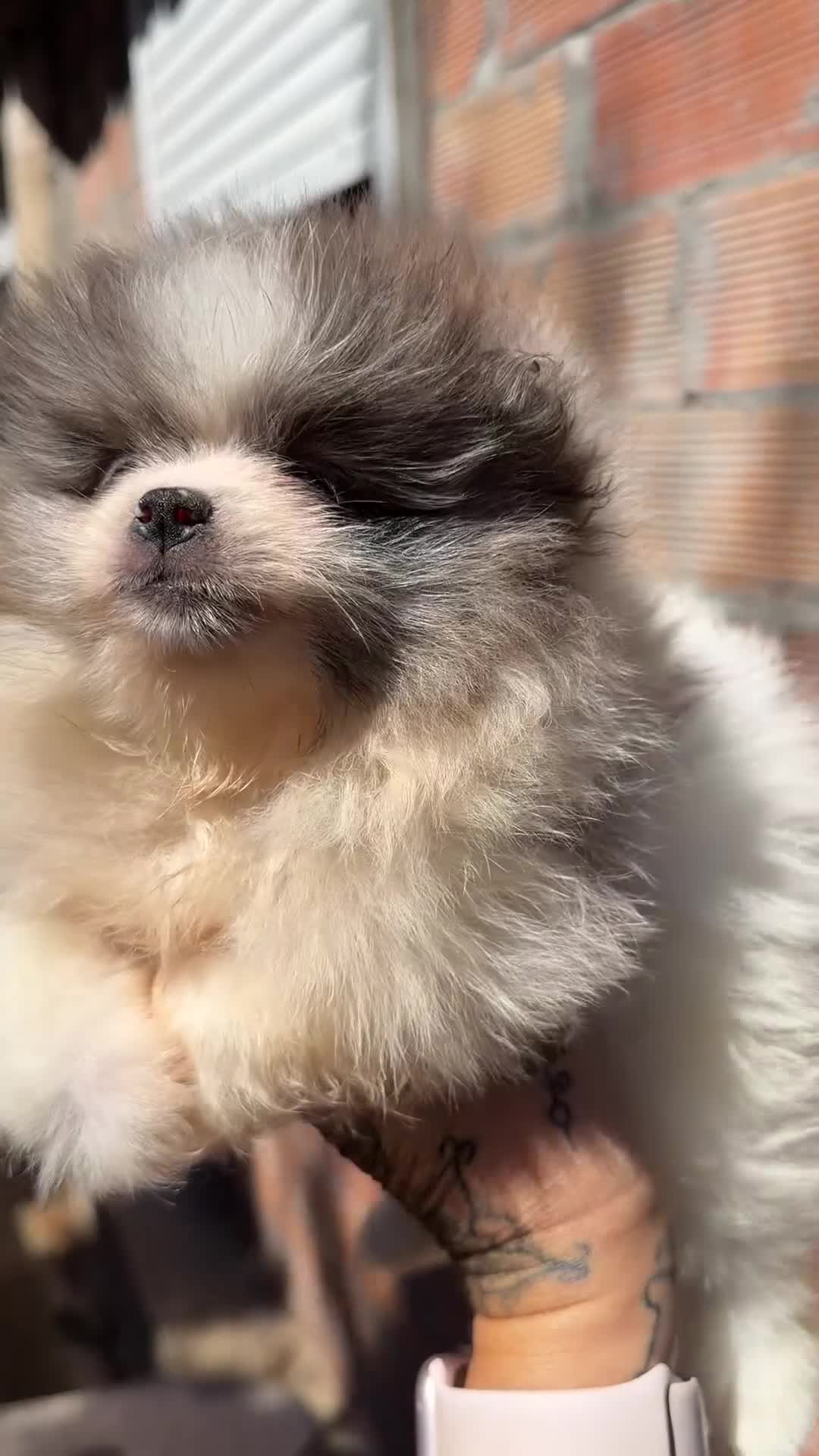 Pomerania perros en venta: Pomerania blanco y Blue Toy  - Video 1
