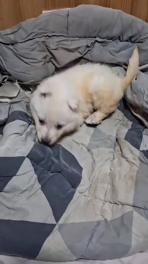 Pastor Blanco Suizo perros en venta: Pastor blanco zuizos  - Video 1