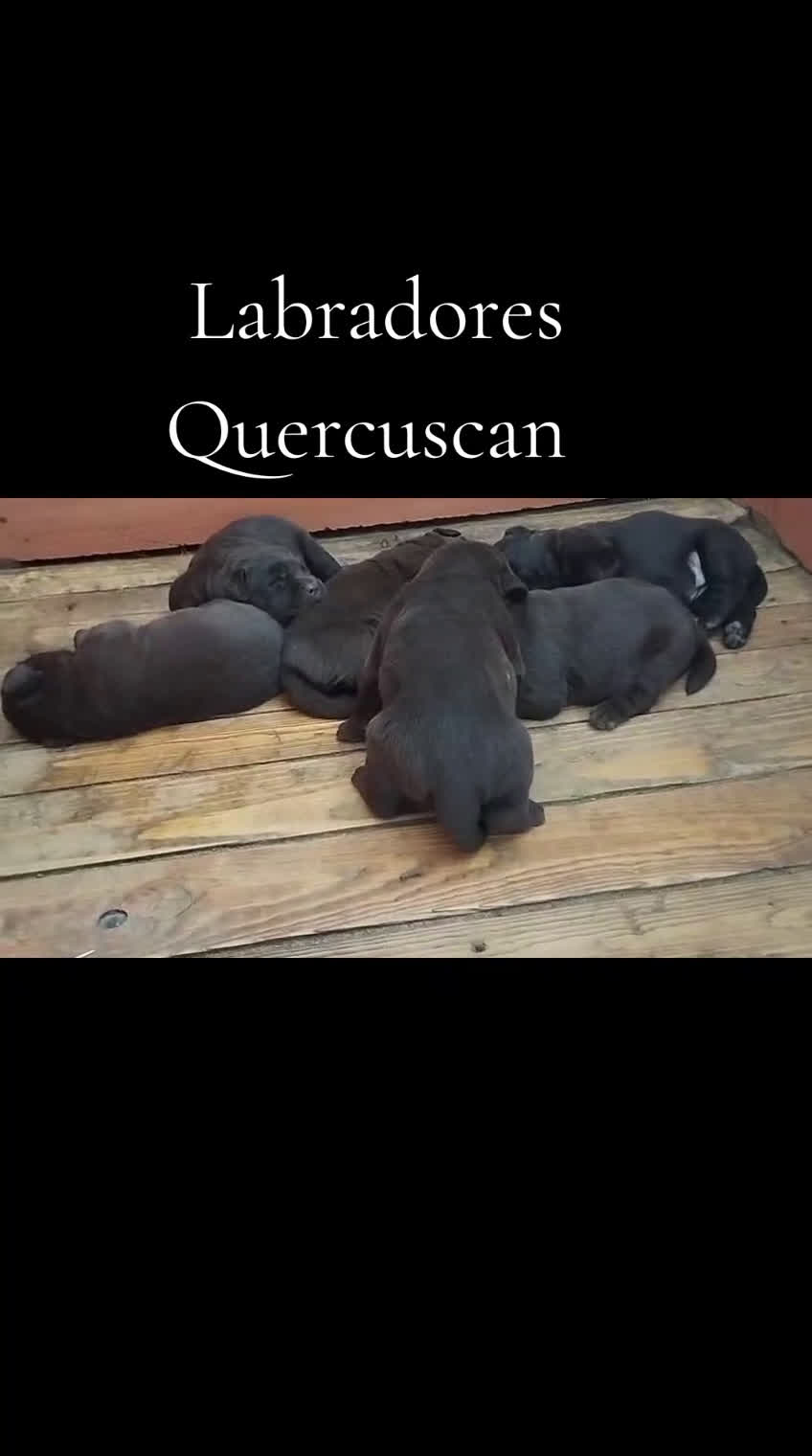 Labrador Retriever perros en venta: Labradores de Quercuscan  - Video 2