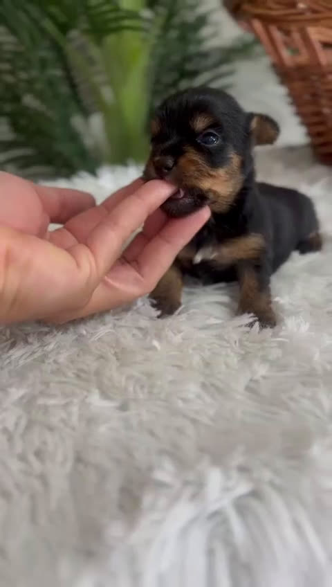 Yorkshire Terrier perros en venta: YORKSHIRE TERRIER - Video 1