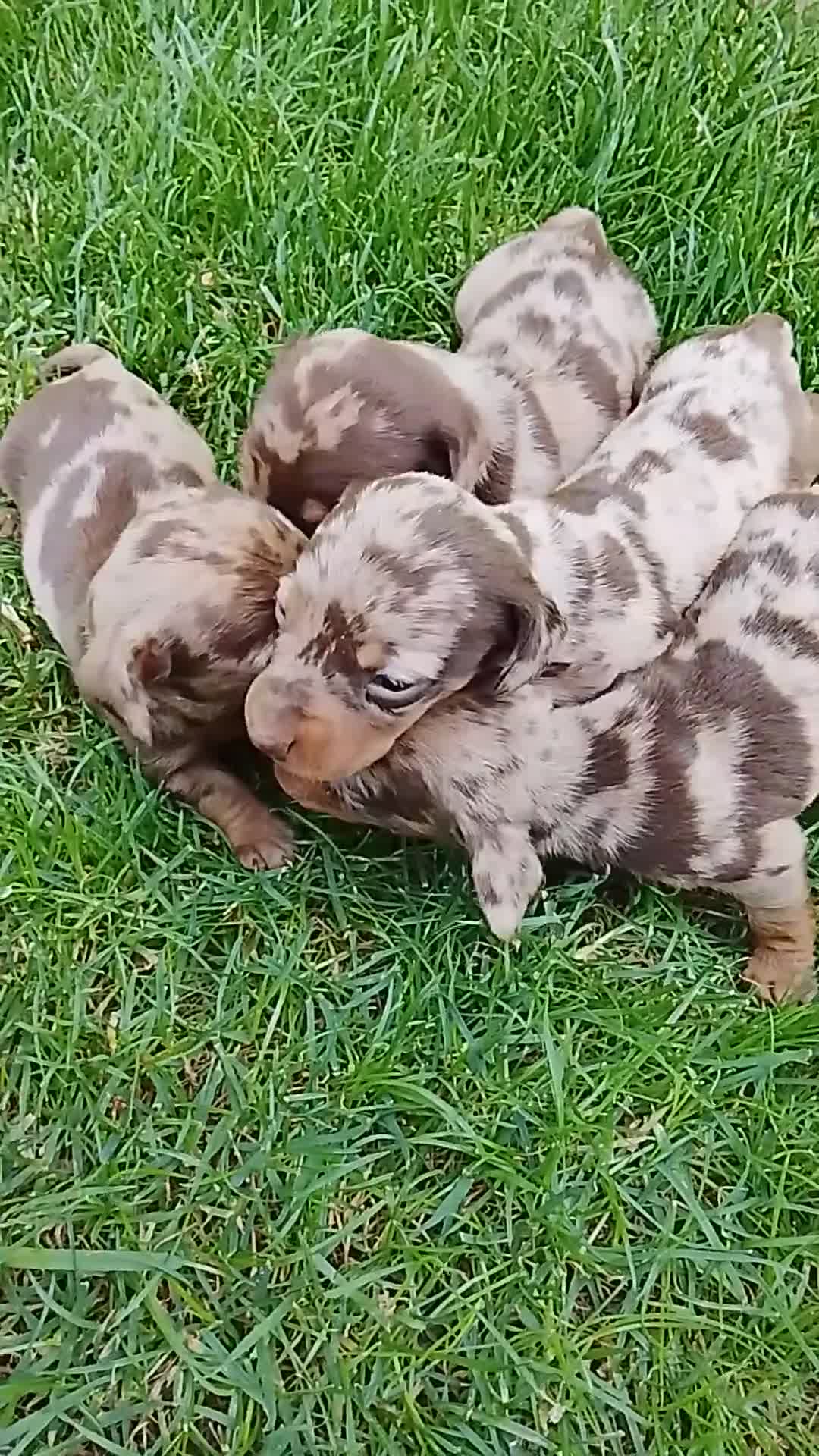 Teckel perros en venta: Teckel arlequín chocolate  - Video 1