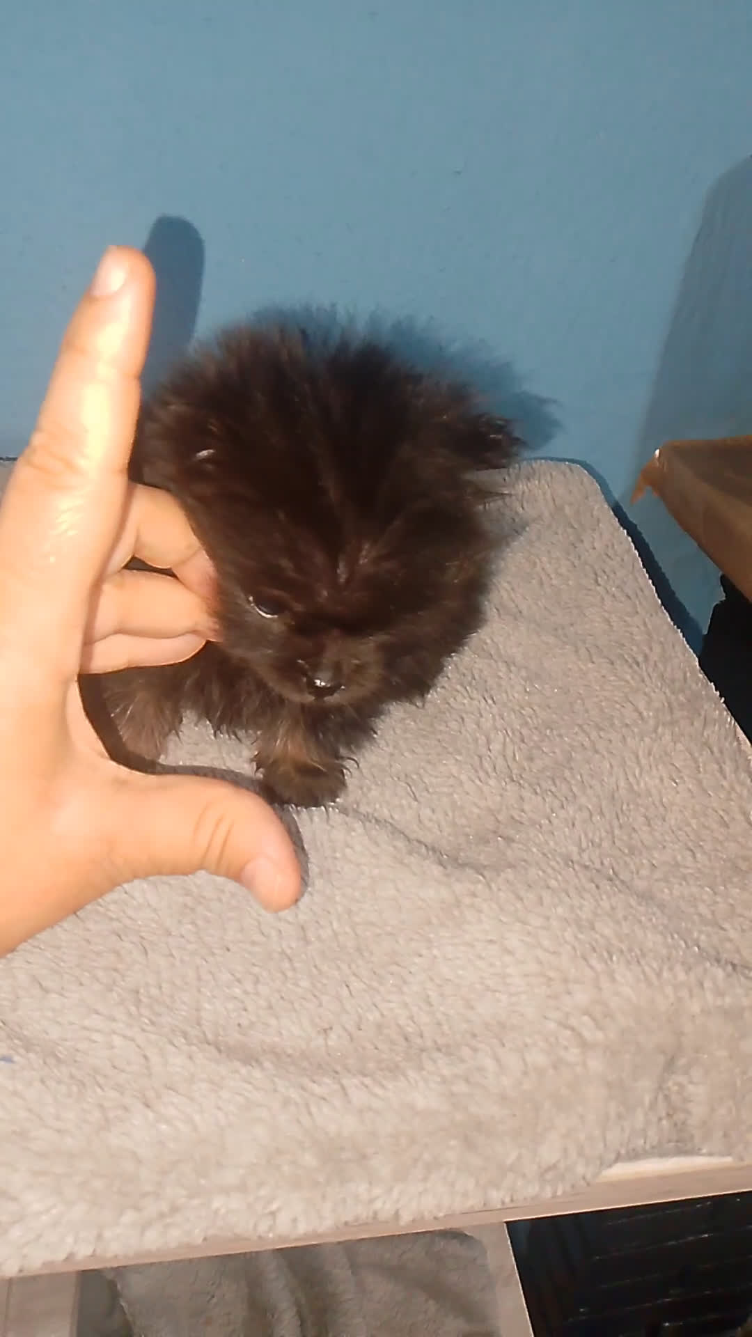 Pomerania perros en venta: Último pomerania toy listo para entregar  - Video 1
